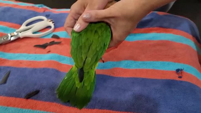 Bella Getting Her Wings Trimmed