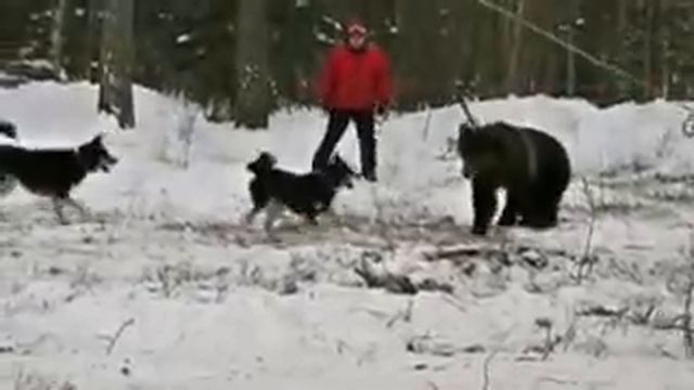 ВСЛ Гром: первая притравка по медведю.