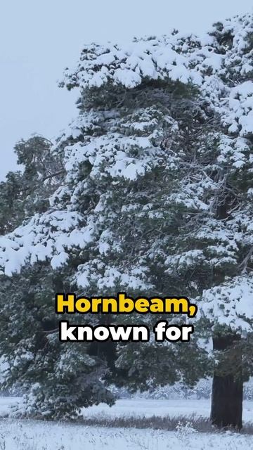 Top 10 Most Common Trees in Belgium#plants#trees#wintertrees#oevel#