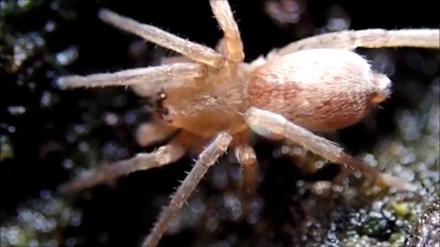 Vale zakspin (Clubiona diversa)