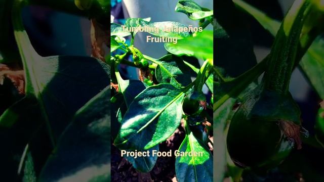 Tumbling Jalapeños Fruiting-SE3-Project Food Garden