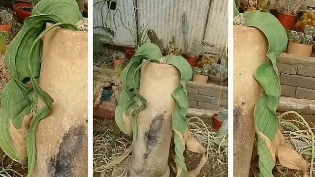 Welwitschia Mirabilis ,,