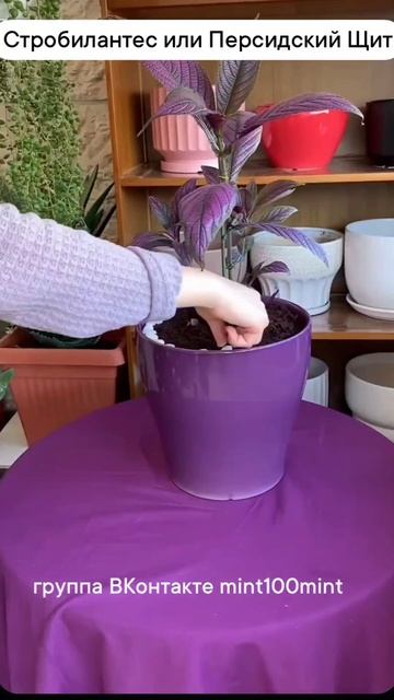 1000405058.mp4