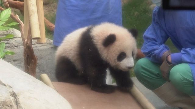 🐼🐼 Гонконгские панды-малыши познакомились с публикой