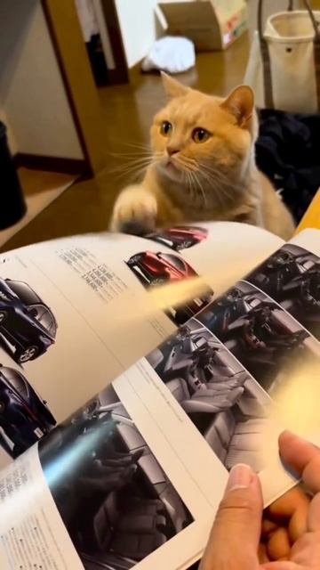 Эту покупай, зачетная 👍🤩