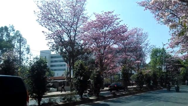 Bangalore: Pink Trumpet trees.