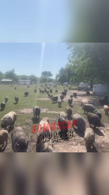 Очередное подразделение укробоевиков бежит с позиций 🐽