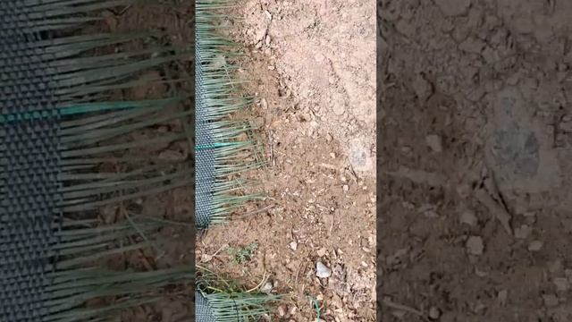 Муравьи стащили газон