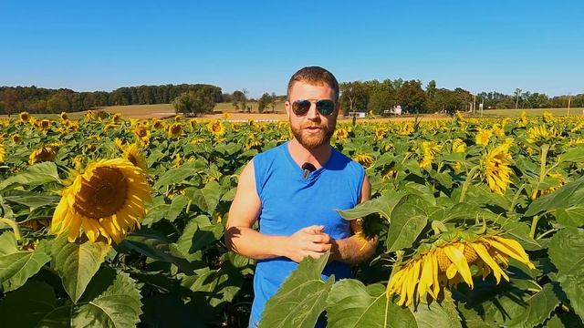 Why are Sunflowers Grown Commercially?