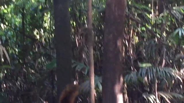 Squirrel running through the Amazon Jungle, Peru