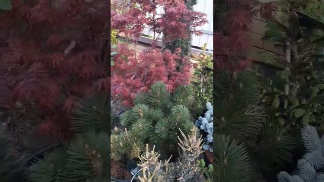 🌲Красивые хвойные растения | Telegram: https://t.me/love_is_hvoiny_dvorik