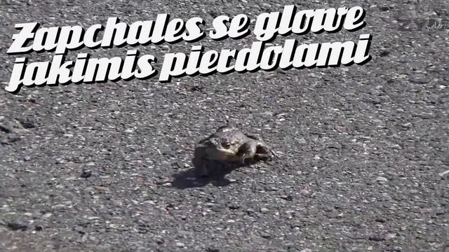 7 Cars Crash LucZyn MotoVlog Spring Ride Jazda Na Motocyklu Motorcycle Riding Funny S2E16