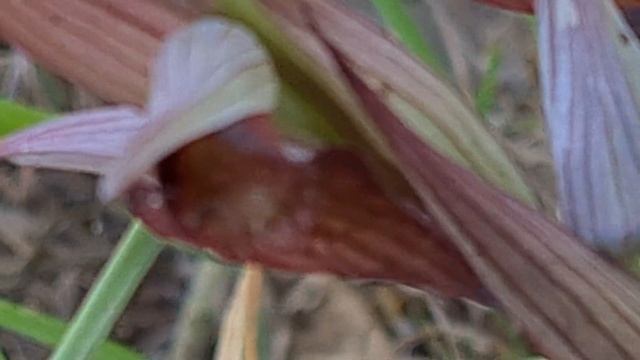 שפתן מצוי  سيرابيس Serapias vomeracea
