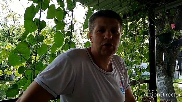 Виноград. Саженцы из пасынков. Промежуточные результаты.