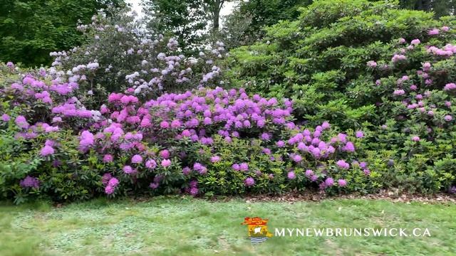 Rhododendrons at the Experimental Farm