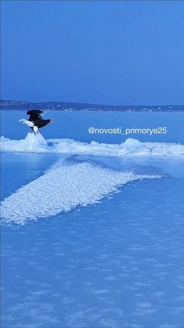 Почти исчезнувший краснокнижный белоплечий орлан замечен во Владивостоке.