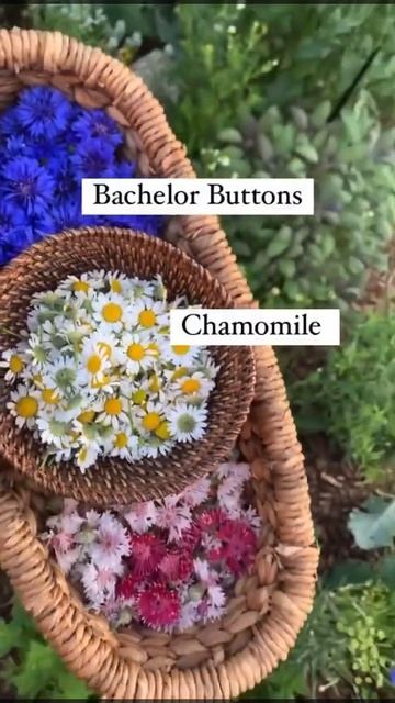 Discover the Tasty and Healthy Side of Flowers: The Top 10 Edible Flowers to Grow in Your Garden