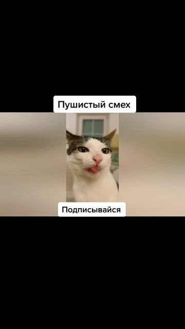 Пушистый смех