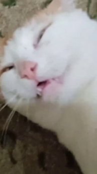 Кот под валерьянкой.