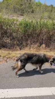 это волк или собака