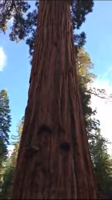 How To Take A Photo of a Giant Sequoia