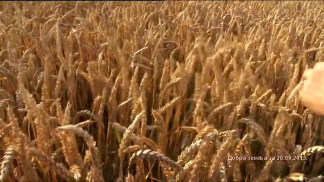 Novo i neverovatno - hibridna psenica !!?
