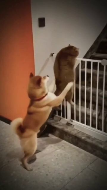 Собака помогает коту прикол