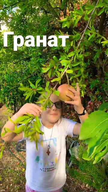 Как растёт гранат 💋￼