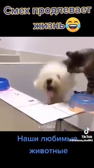 котики смех до слез ееее