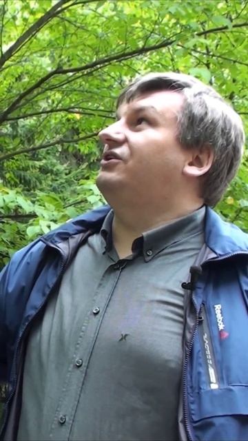 Сакура - национальный символ Японии #shorts #япония #сакура #garden #сад  @Studio.Bonsai