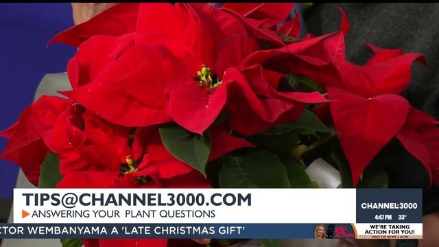 Plant Calls: Answering you Christmas cactus questions