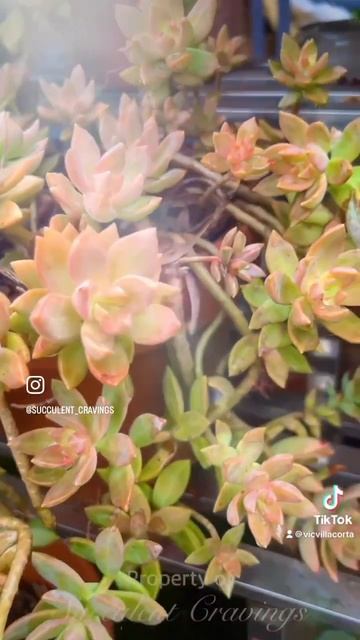 Sedum Adolphi