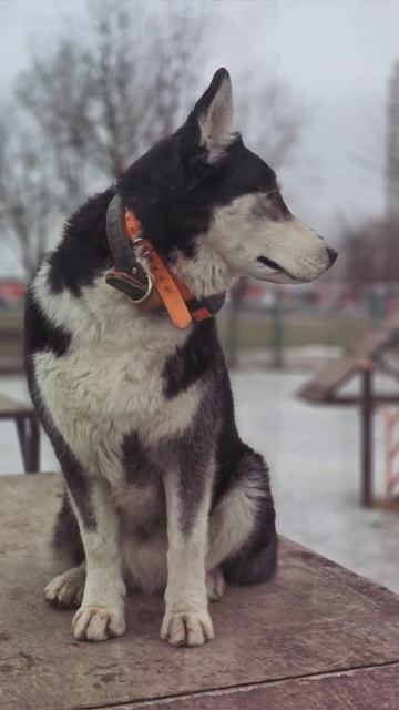 Хаски Дик самый красивый пес)