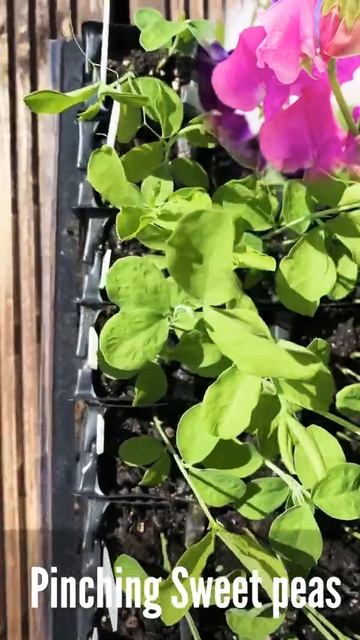 Update on Sweet Peas| Pinch Sweet Peas for fuller blooms | #SHORTS