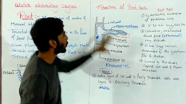 water absorbing organs Root || structure of root hair || part 2 plant water relation class 12