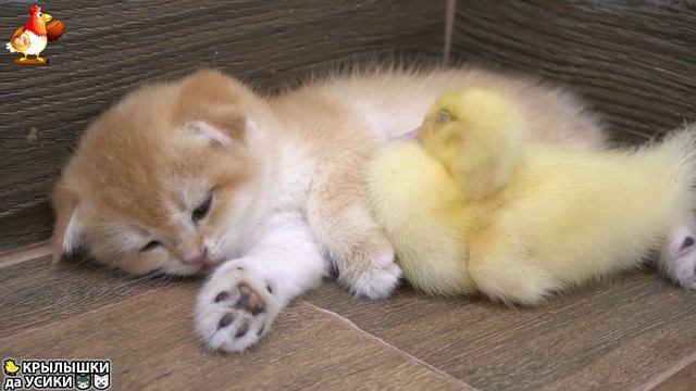Утята и Цыплята - Кошки и котята - (149) Хвостики да Усики ❣️🐤