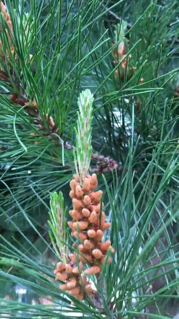 Monterey pine - male cones close up - April 2019