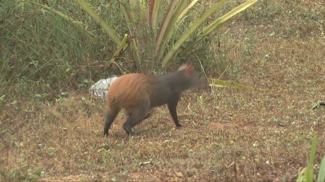 Suriname's paradise? Nature Resort Kabalebo.