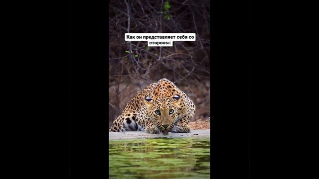 Опасная красота