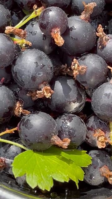 Jostaberries / Porzeczkoagrest #SecretGarden #shorts