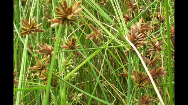 मोथा या कांस/दोंगली खरपतवार का नियंत्रण|Glyphosate41%|how to control weeds|cyperus rotundus|motha|