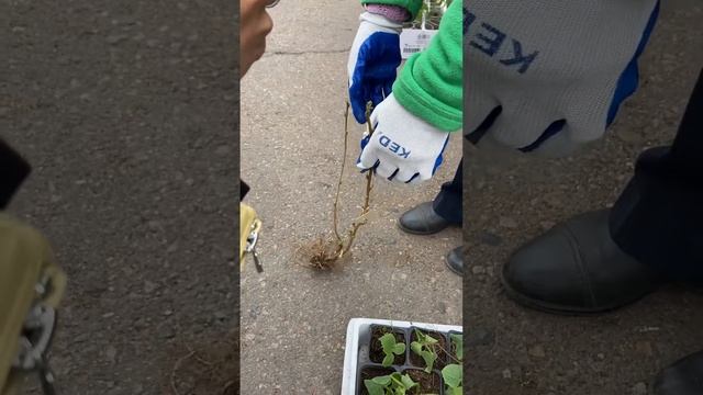 Как высаживать ягодные культуры
