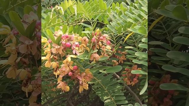 #Fabulous#Fabaceae#Legumes family#Cassia#Acacia#Sensitiveplant#ornamentallegumes#Clitoria#Gulmohar