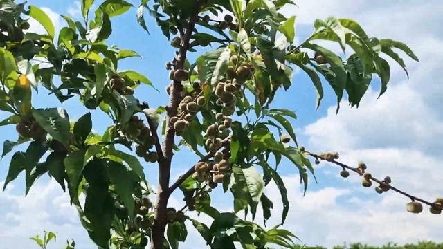Огляд урожайності інжирного персика Світ Рінг.