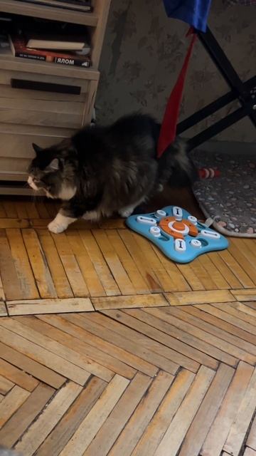 Кошачья поступь