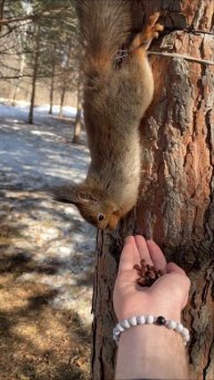 Белка кушает кедровые орешки с руки / Squirrel eats pine nuts from the hand
