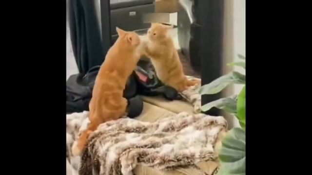 смешные коты ‼️ приколы с котами ‼️ с смешной озвучкой ‼️