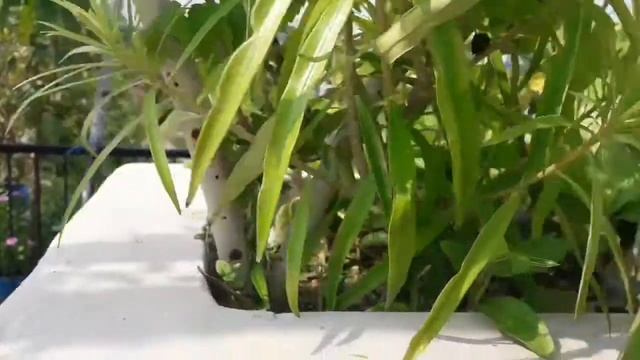 92.Trumpet vine/Trumpet creeper/Cow itch vine plant grow and care tips ||Trumpet vine k information