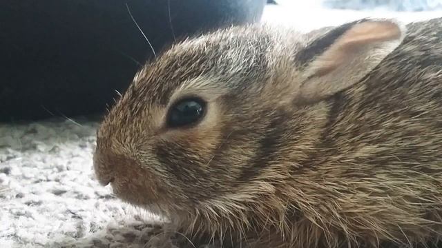 ÑΣVΣR GΣ† U$ΣD †Ø PΣØPLΣ - Я Тебя Не Скоро Позабуду (I will not soon forget you)