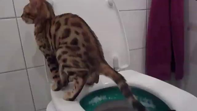 Bengal kitten using the toilet(pooping) in the litter kwitter - green stage